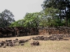 070307elephantterrace17.jpg