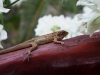 070314gecko01.jpg