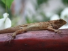 070314gecko02.jpg