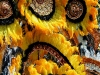 080802_caribana64.jpg