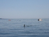 080816_orcas08.jpg
