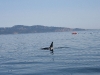 080816_orcas12.jpg