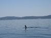 080816_orcas19.jpg