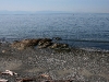 080816_vancouverisland12.jpg