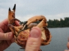 080817_crabfishing01.jpg