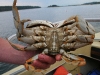 080817_crabfishing03.jpg