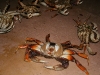 080817_crabfishing21.jpg