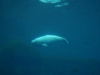 080823_aquarium02.jpg