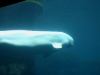 080823_aquarium05.jpg