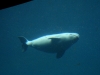 080823_aquarium10.jpg