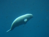 080823_aquarium18.jpg