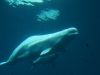 080823_aquarium20.jpg