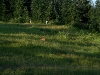 080825_grousemountain16.jpg