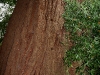 080830_redwoods01.jpg