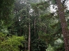 080830_redwoods02.jpg