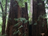 080830_redwoods07.jpg