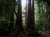 080830_redwoods09.jpg