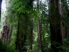 080830_redwoods11.jpg