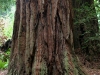 080830_redwoods16.jpg