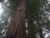 080830_redwoods17.jpg