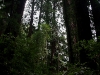 080830_redwoods18.jpg