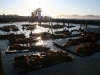 080901_fishermans_wharf23.jpg