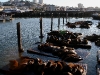 080901_fishermans_wharf26.jpg