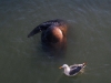 080901_fishermans_wharf32.jpg