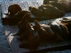 080901_fishermans_wharf33.jpg