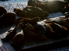080901_fishermans_wharf34.jpg