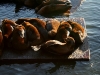 080901_fishermans_wharf36.jpg