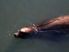 080901_fishermans_wharf37.jpg