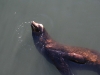 080901_fishermans_wharf38.jpg