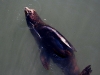 080901_fishermans_wharf40.jpg