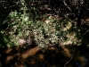 080904_corona03.jpg