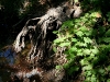 080904_corona04.jpg