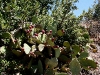 080904_corona09.jpg