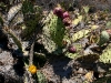 080904_corona13.jpg