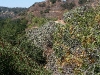 080904_corona16.jpg