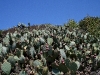 080904_corona17.jpg