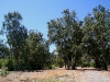 080908_lake_elsinore01.jpg