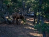 080912_grand_canyon01.jpg