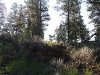 080914_forest_canyon02.jpg