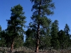 080914_forest_canyon05.jpg