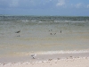 081018_celestun07.jpg