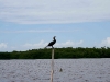 081018_celestun12.jpg