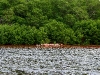 081018_celestun14.jpg