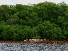 081018_celestun15.jpg