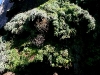 081124_canon_del_sumidero43.jpg