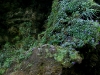 081124_canon_del_sumidero48.jpg